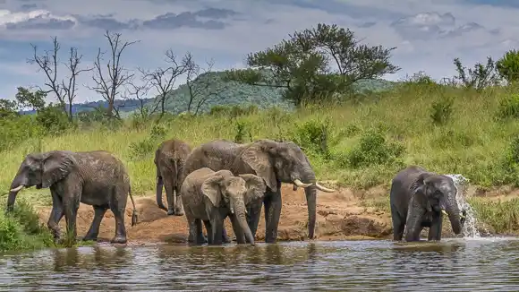 © Elephant Whispers - www.elephantwhispers.co.za